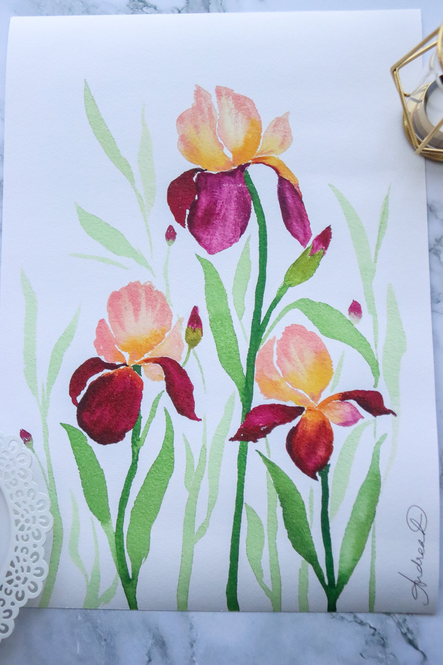 NEW! Peach & Maroon Bearded Iris Delight Fine Art Print