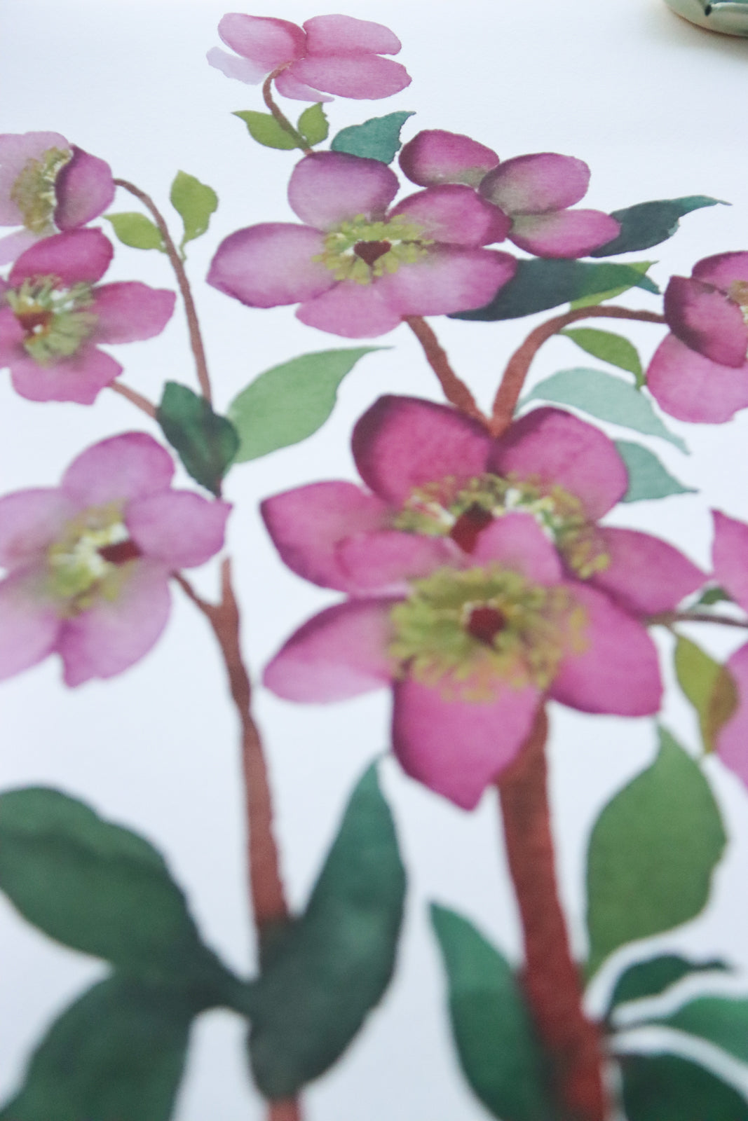 NEW! Moody Pink Hellebores Fine Art Print