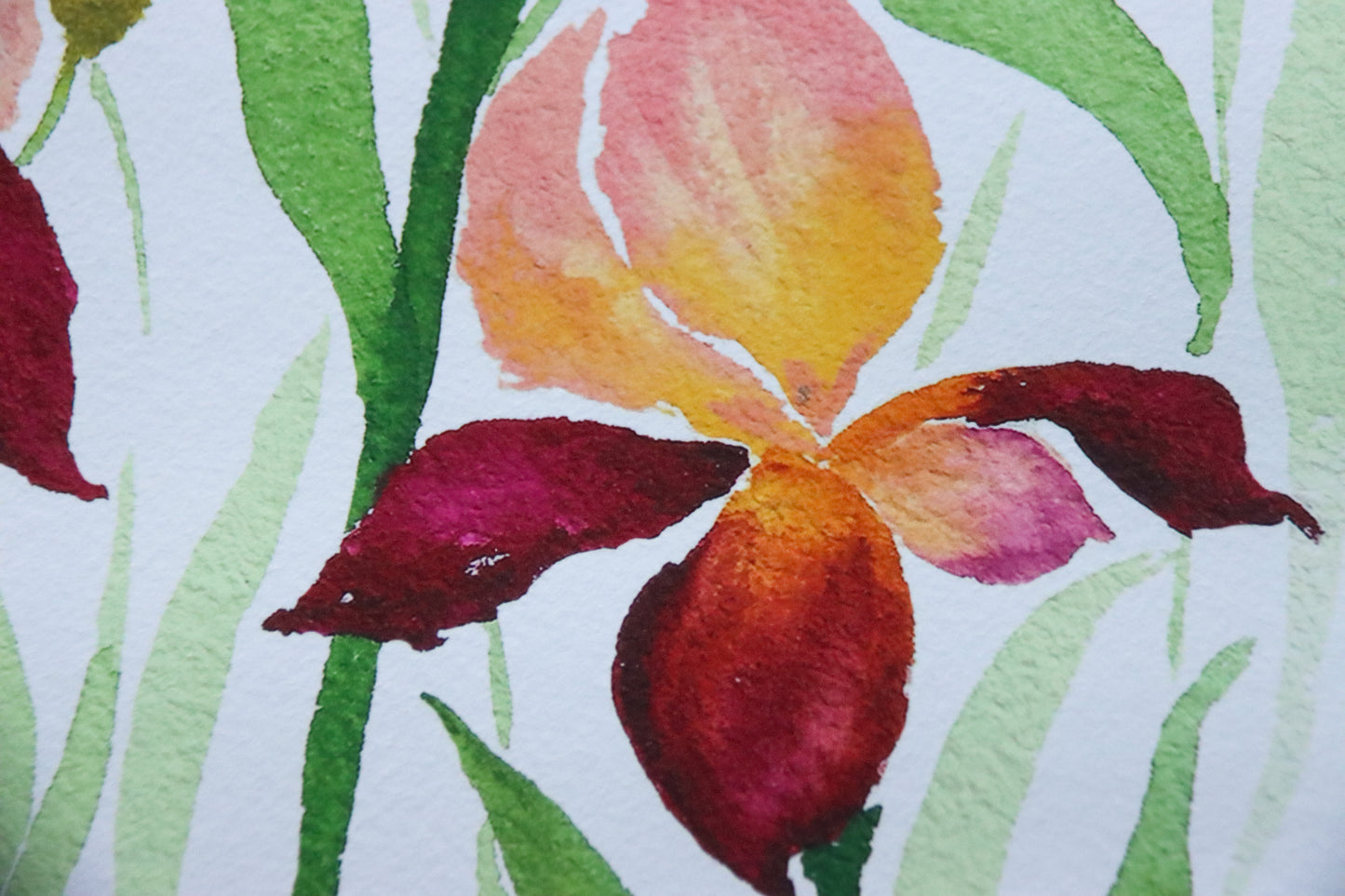 NEW! Peach & Maroon Bearded Iris Delight Fine Art Print