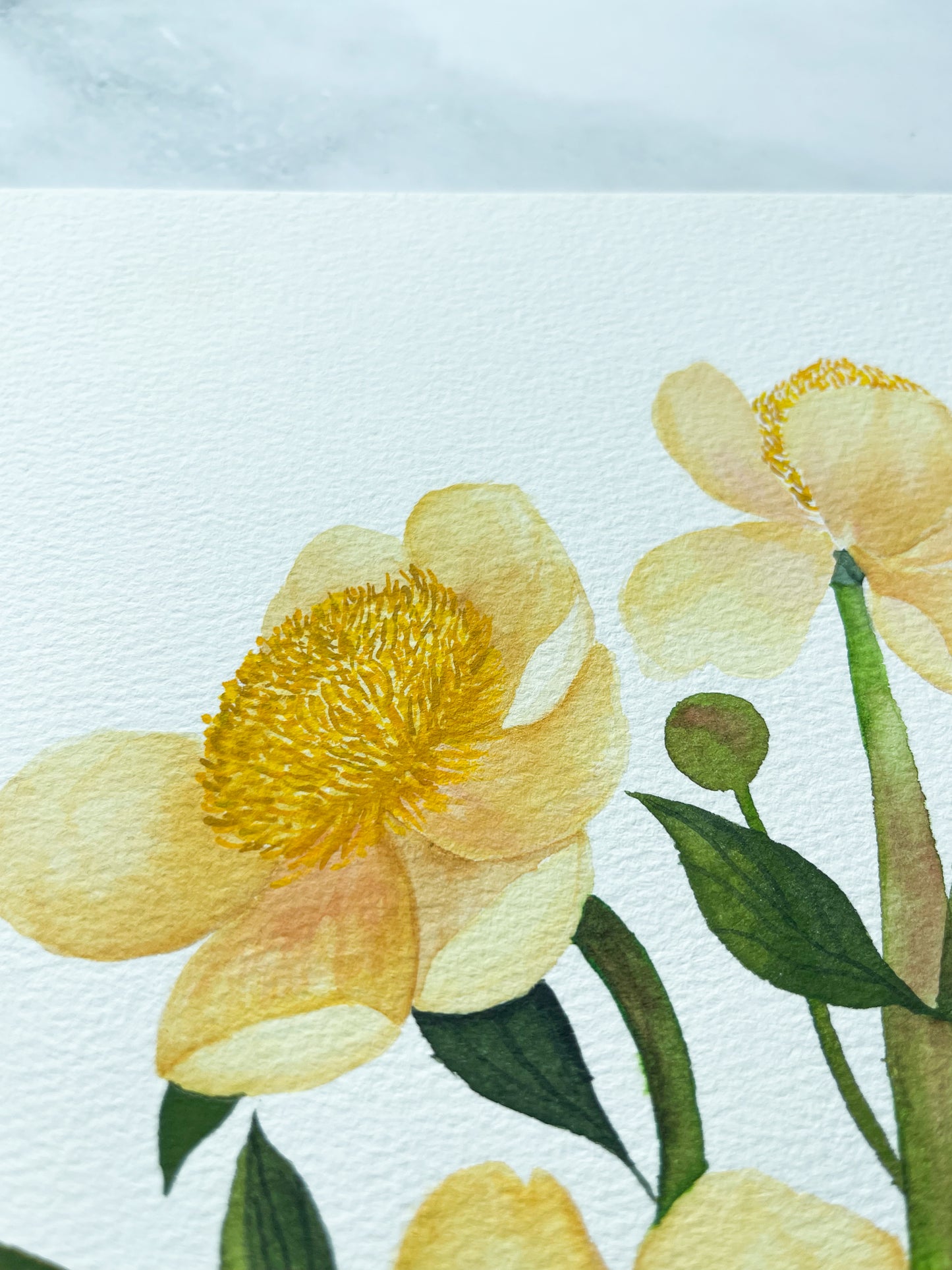 Yellow Anemones Watercolor Fine Art Print