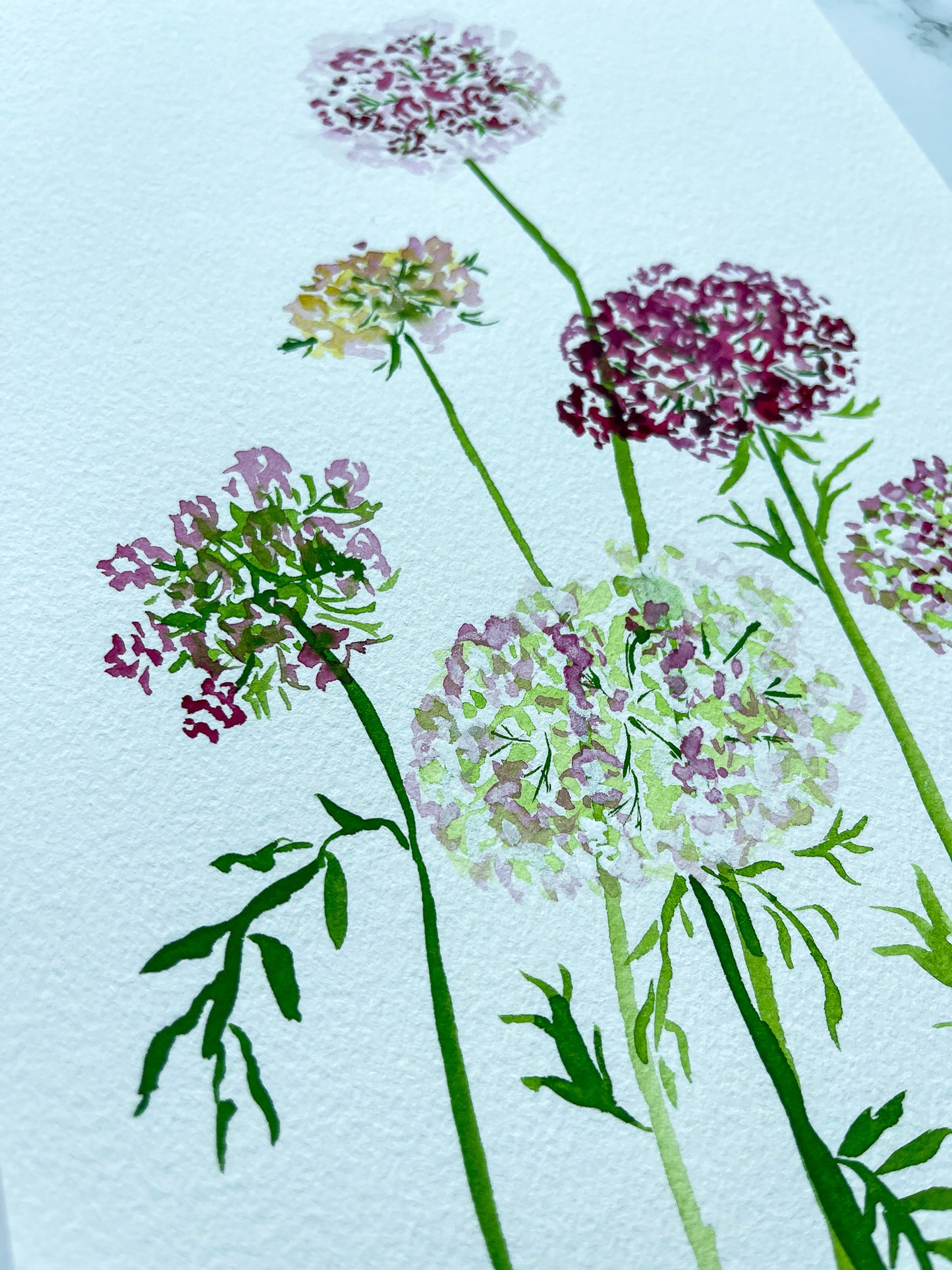 Queen Anne's Lace Floral Watercolor Fine Art Print