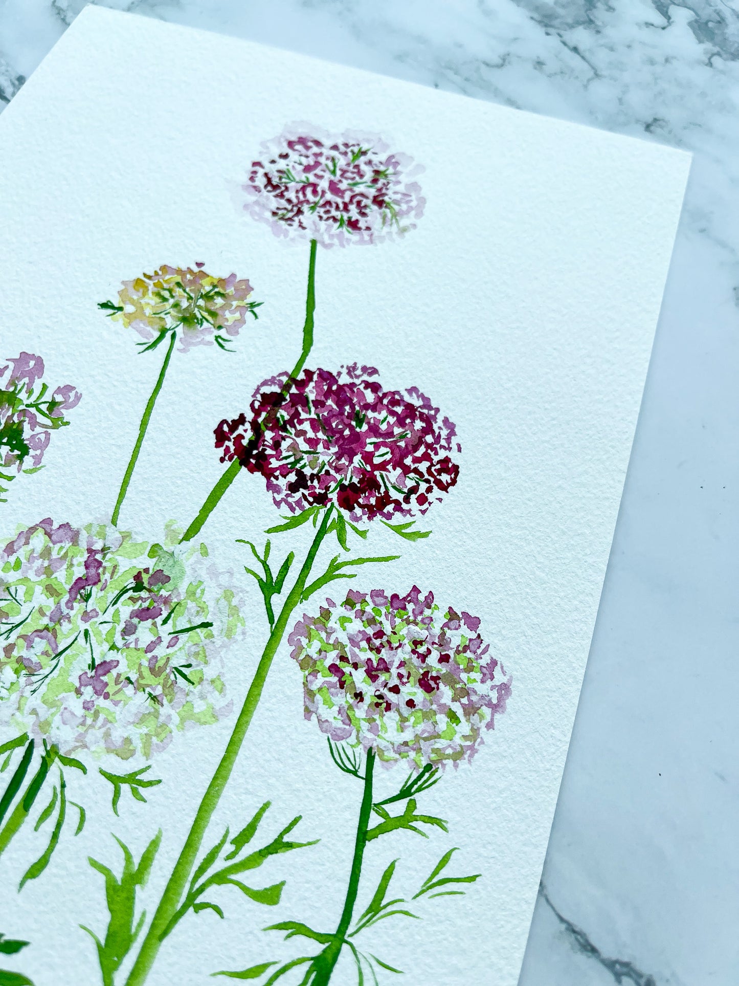 Queen Anne's Lace Floral Watercolor Fine Art Print