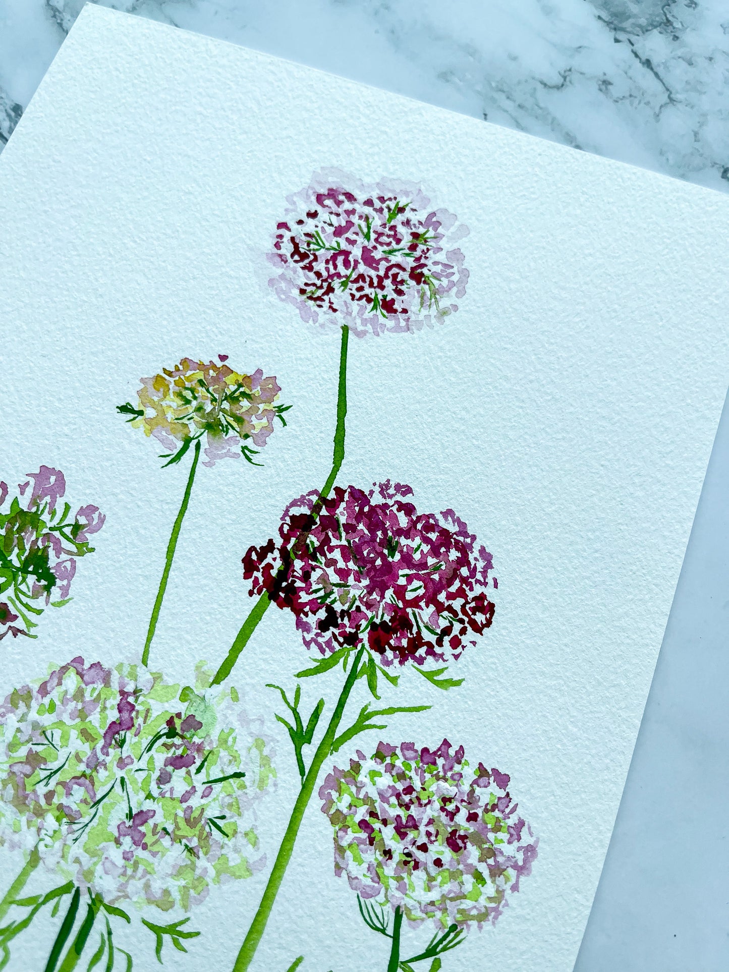 Queen Anne's Lace Floral Watercolor Fine Art Print