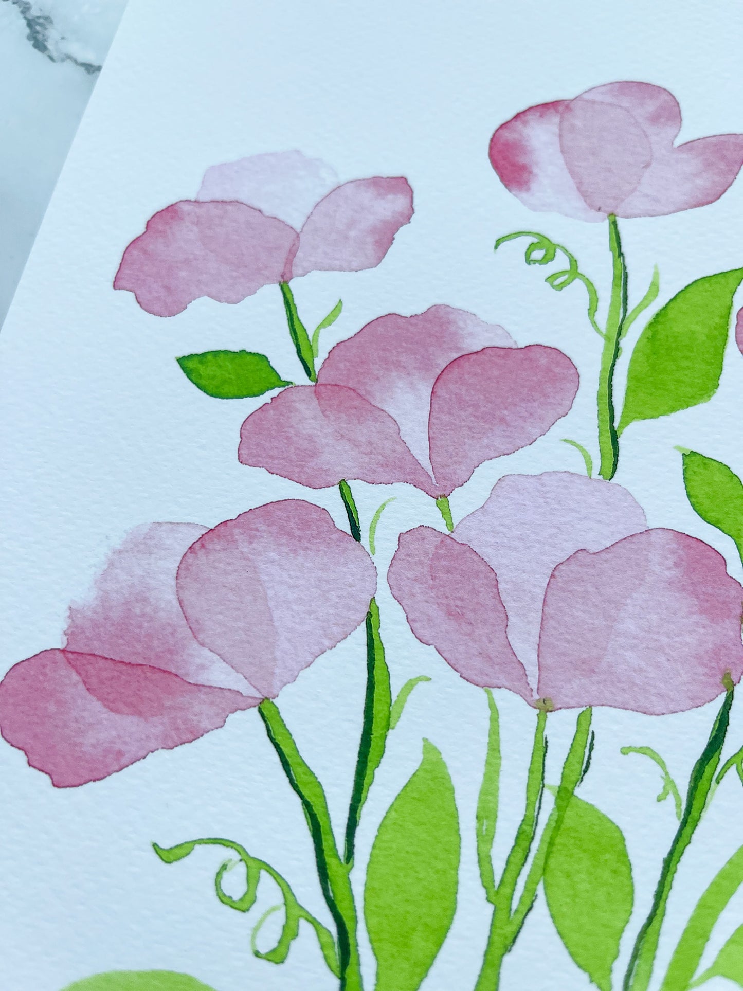 Pink Sweet Peas Watercolor Fine Art Print