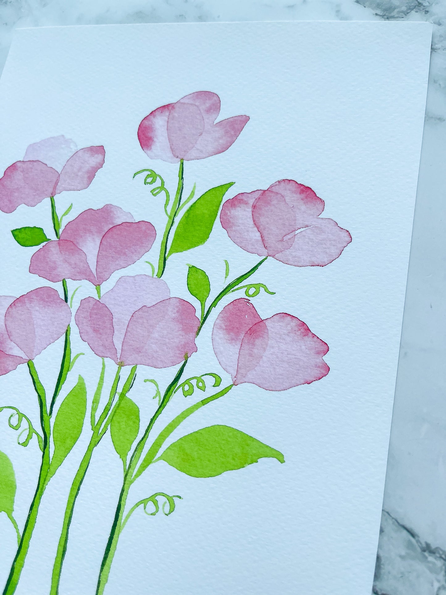 Pink Sweet Peas Watercolor Fine Art Print