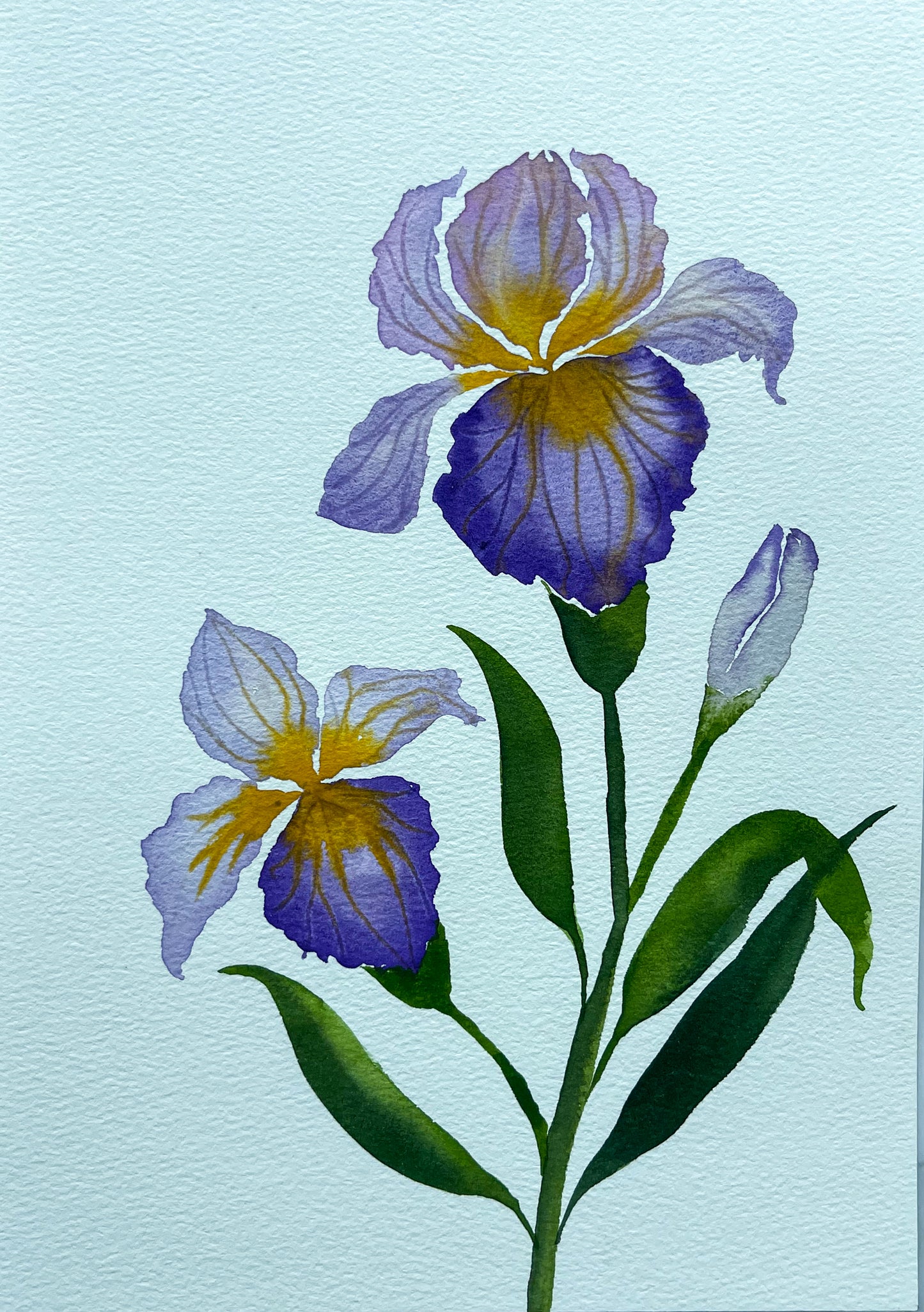 Purple Bearded Iris Watercolor Fine Art Print