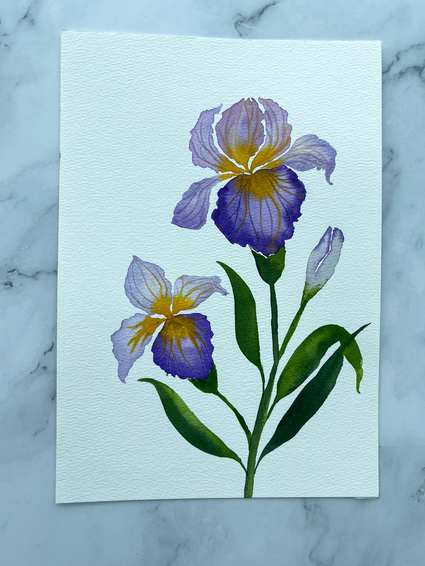 Purple Bearded Iris Watercolor Fine Art Print