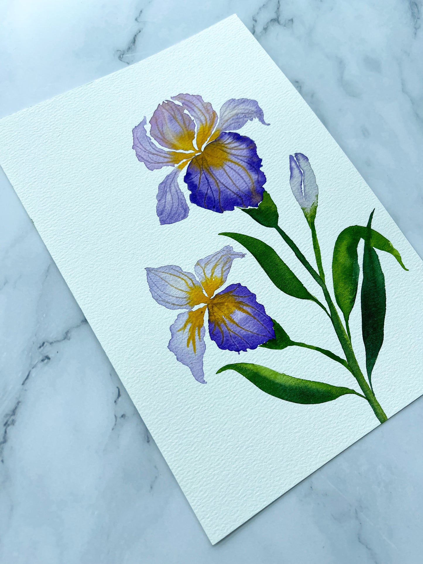 Purple Bearded Iris Watercolor Fine Art Print