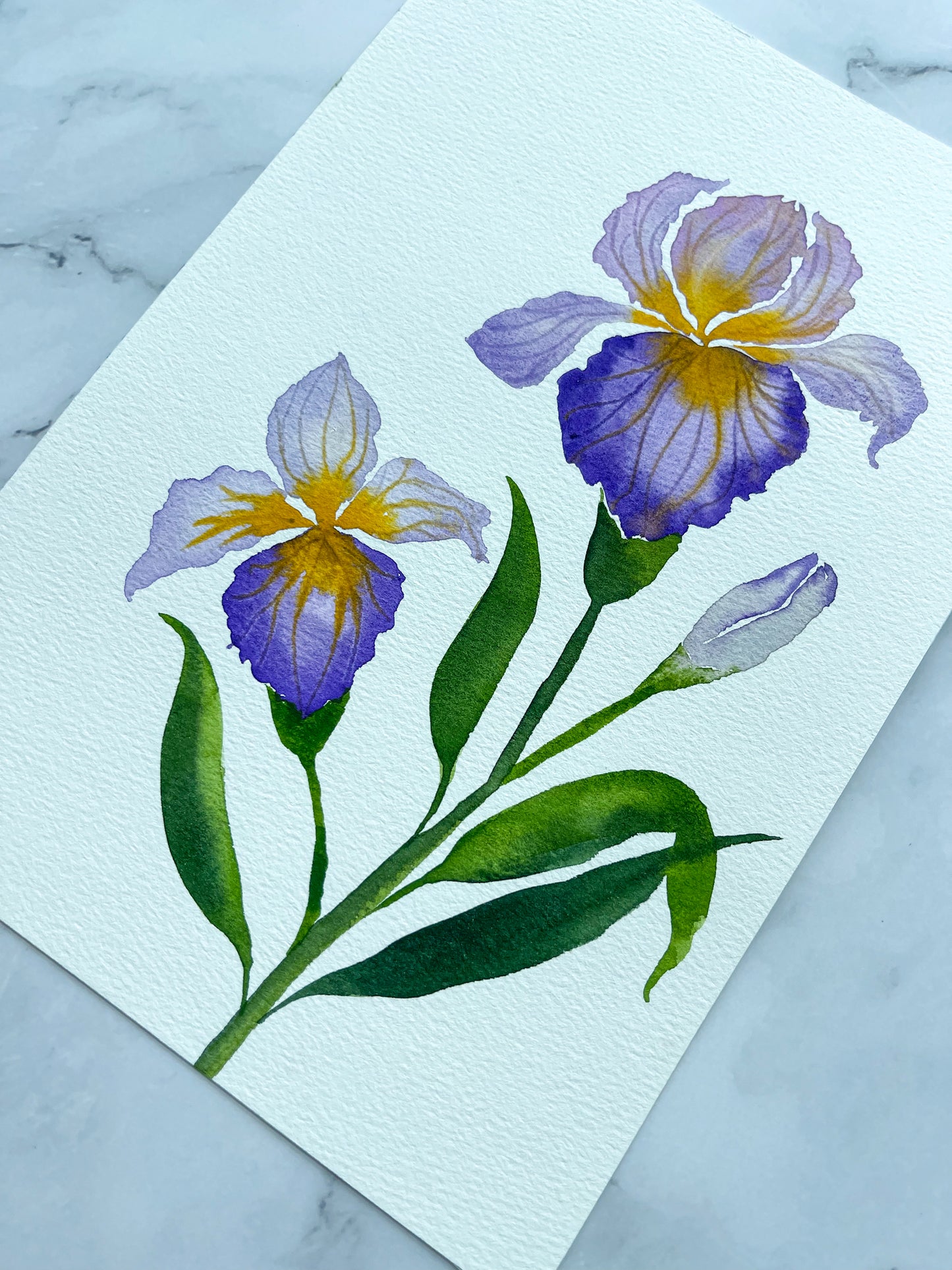 Purple Bearded Iris Watercolor Fine Art Print