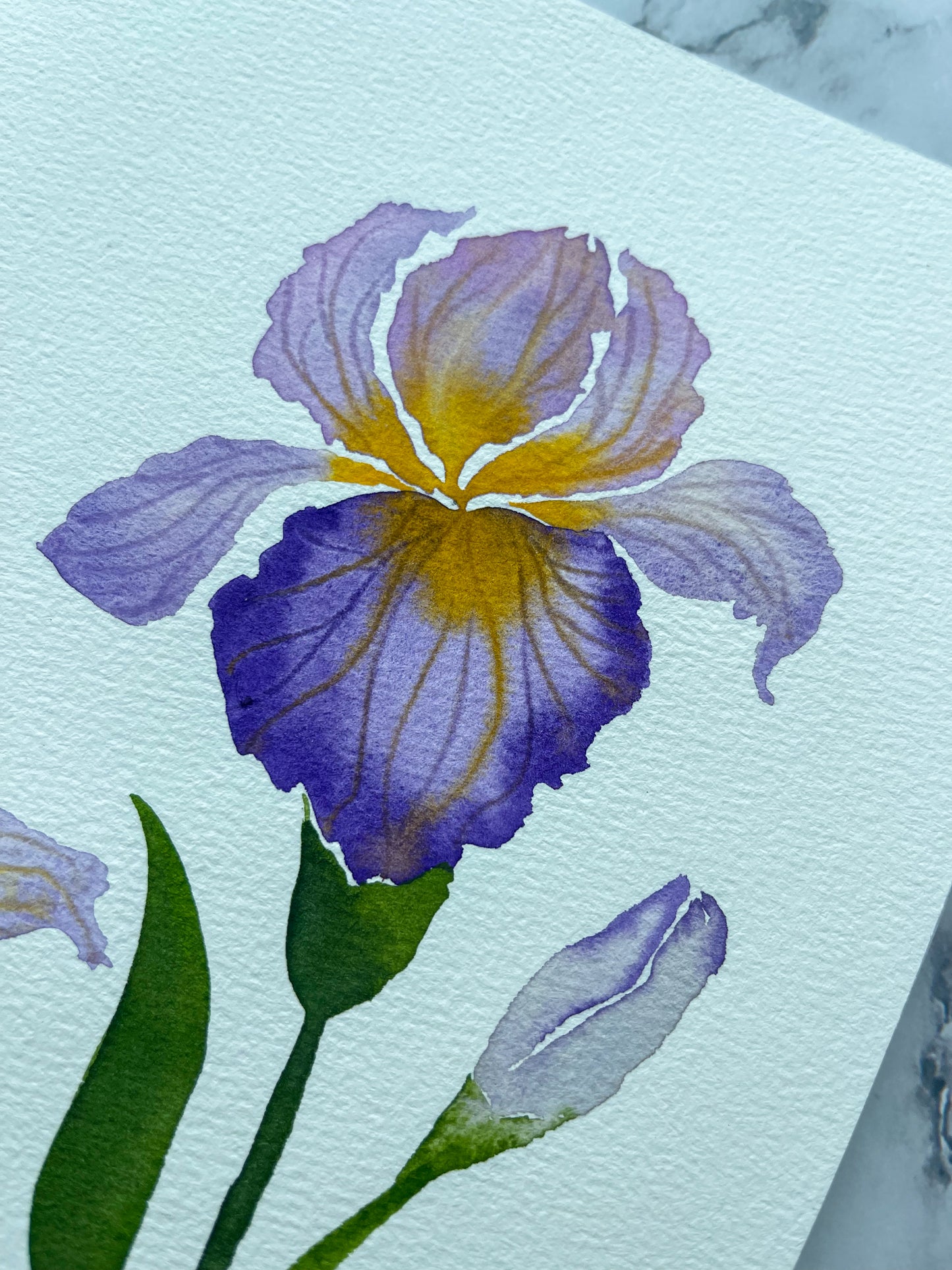 Purple Bearded Iris Watercolor Fine Art Print