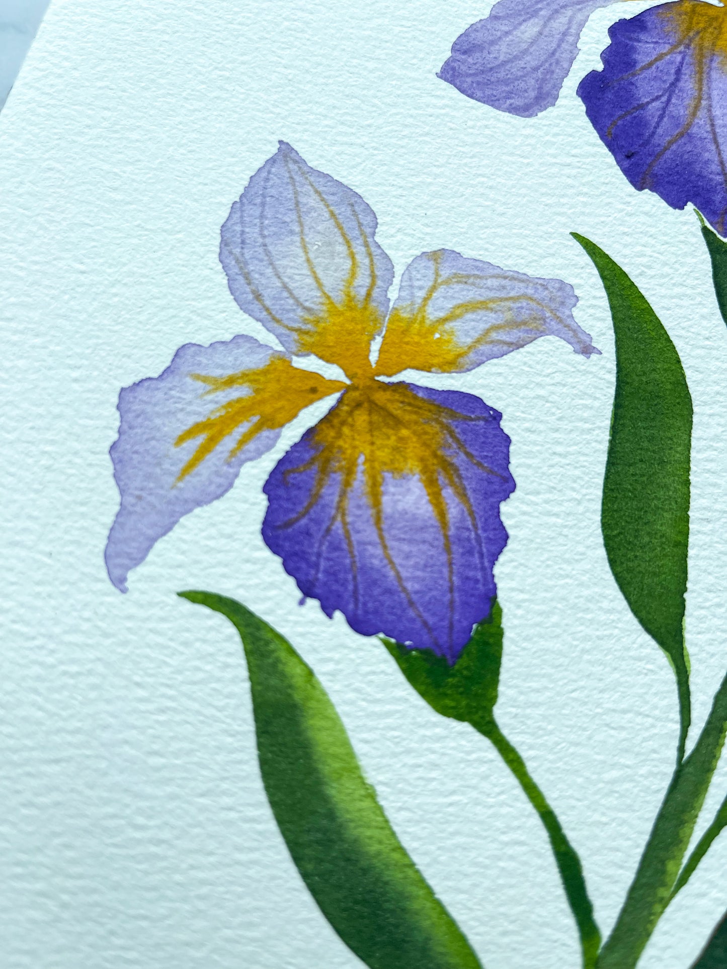 Purple Bearded Iris Watercolor Fine Art Print