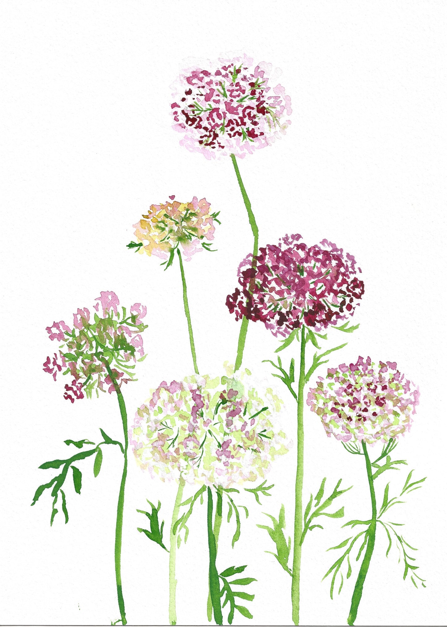 Queen Anne's Lace Floral Watercolor Fine Art Print