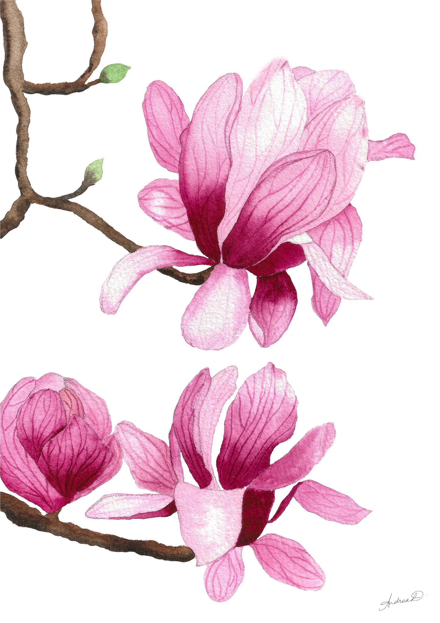 Pink Magnolias Watercolor Fine Art Print