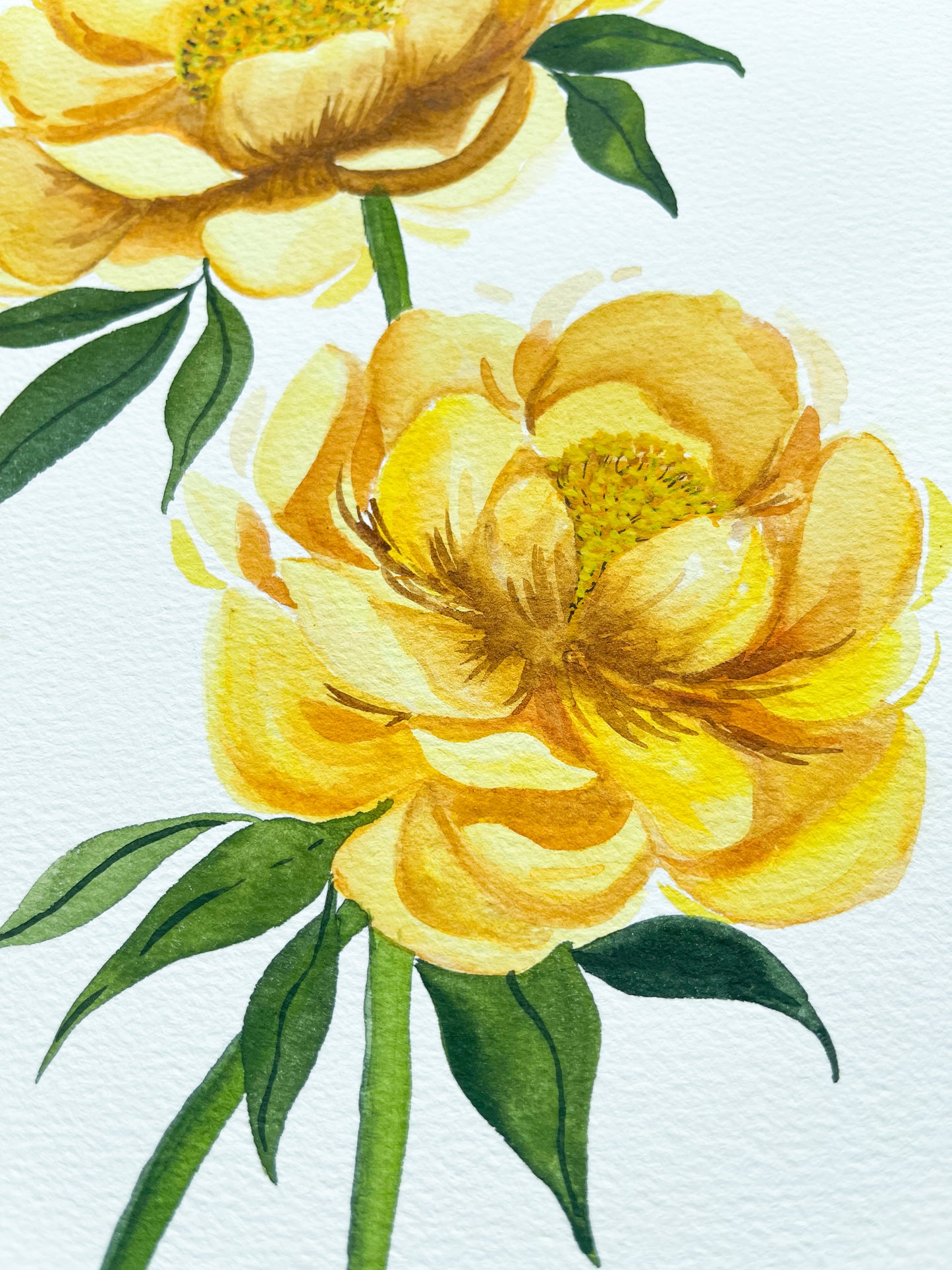 Yellow Peonies Watercolor Fine Art Print