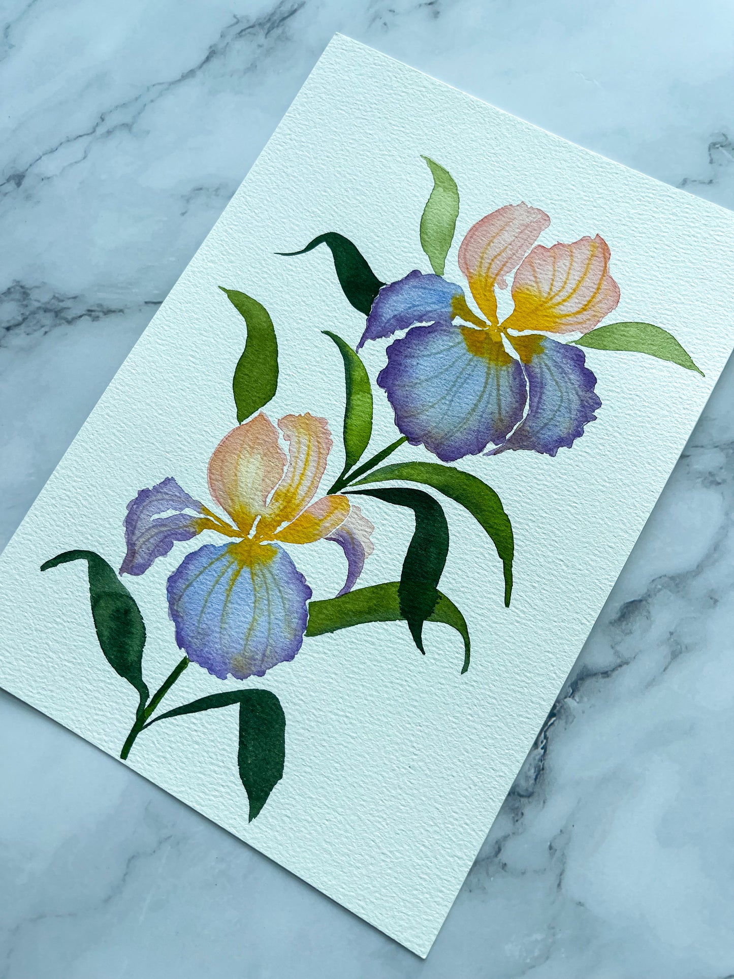 Peach Lilac Bearded Iris Watercolor Fine Art Print