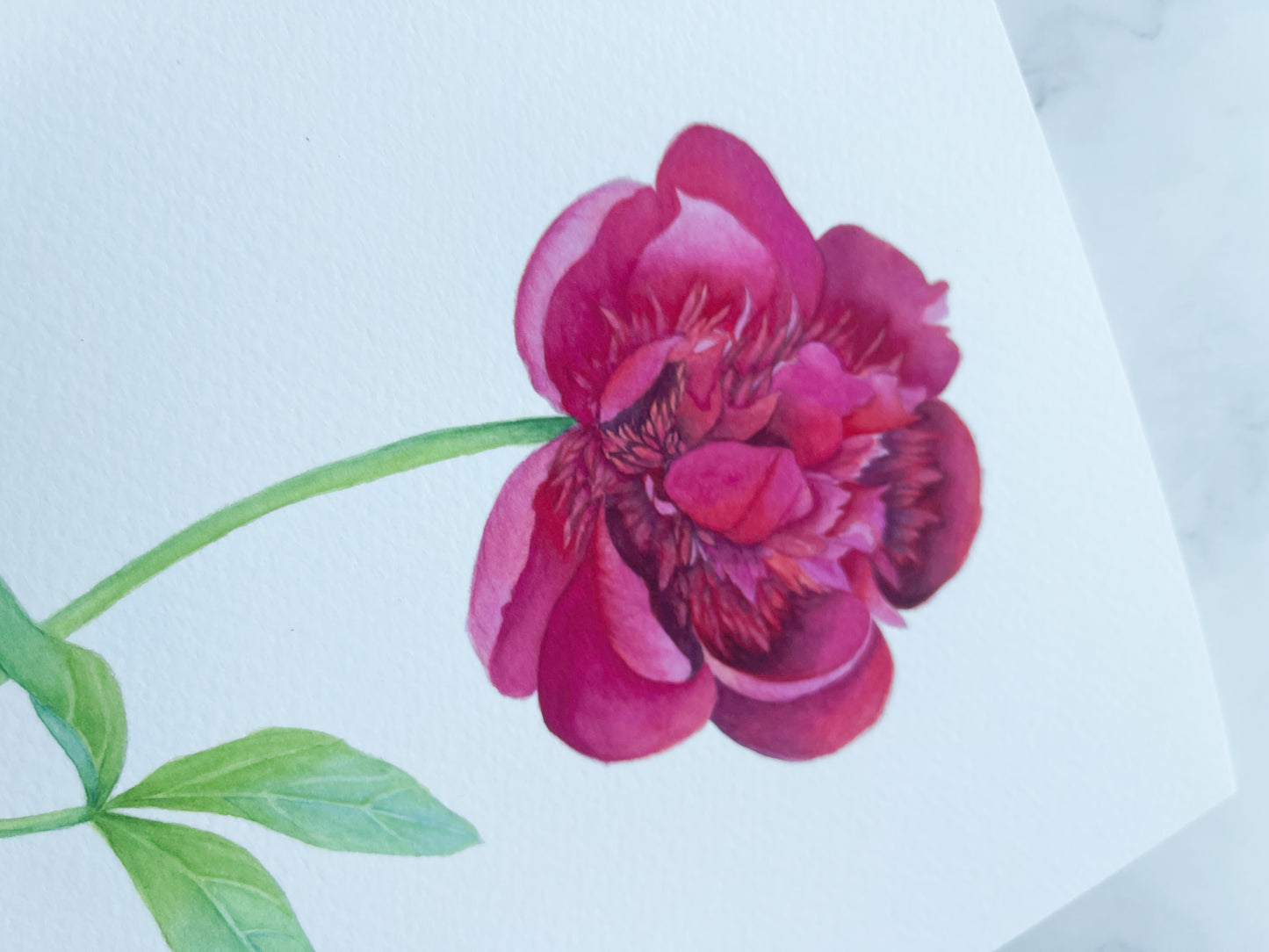 Botanical Pink Peony Watercolor Fine Art Print