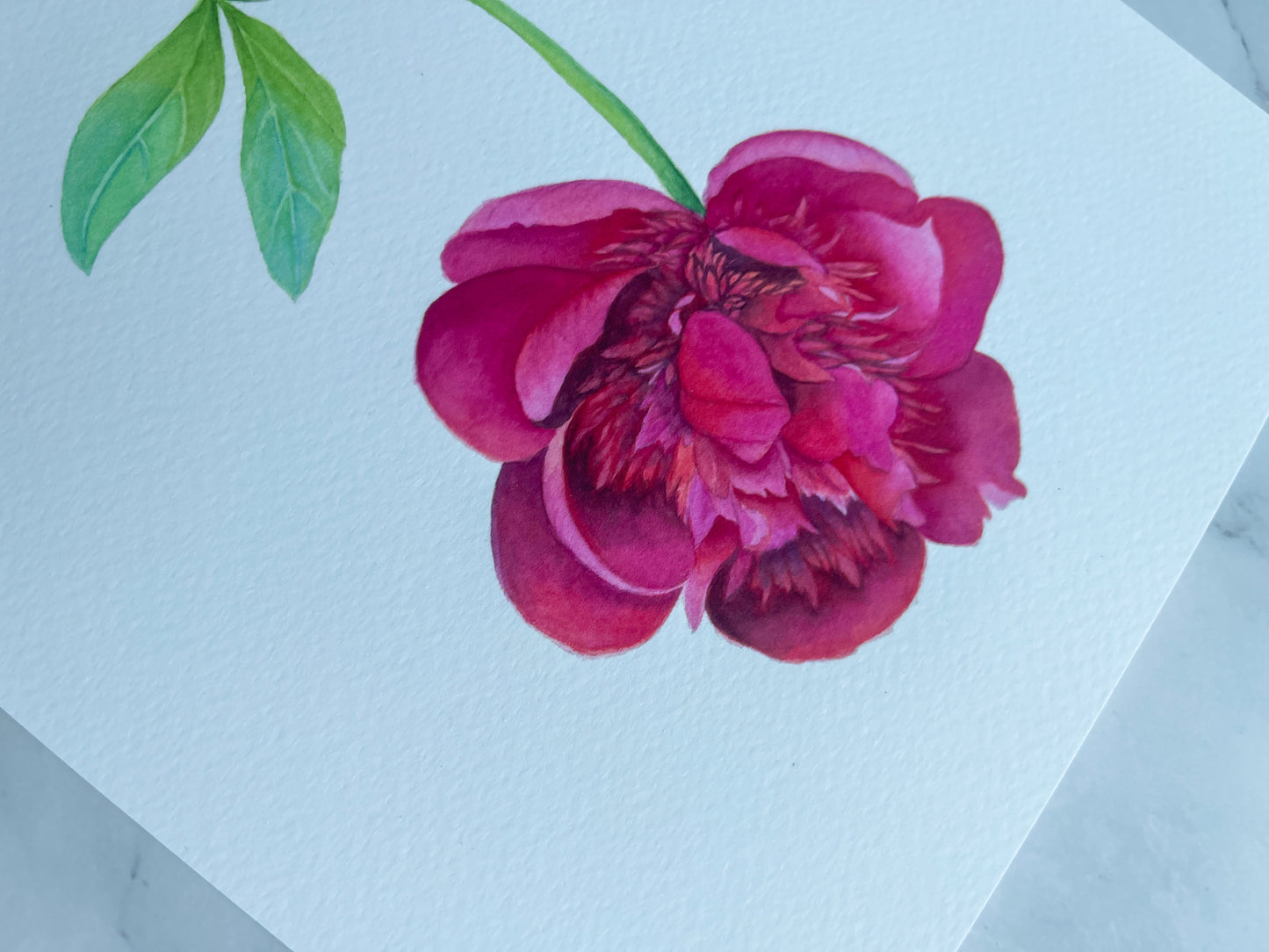 Botanical Pink Peony Watercolor Fine Art Print