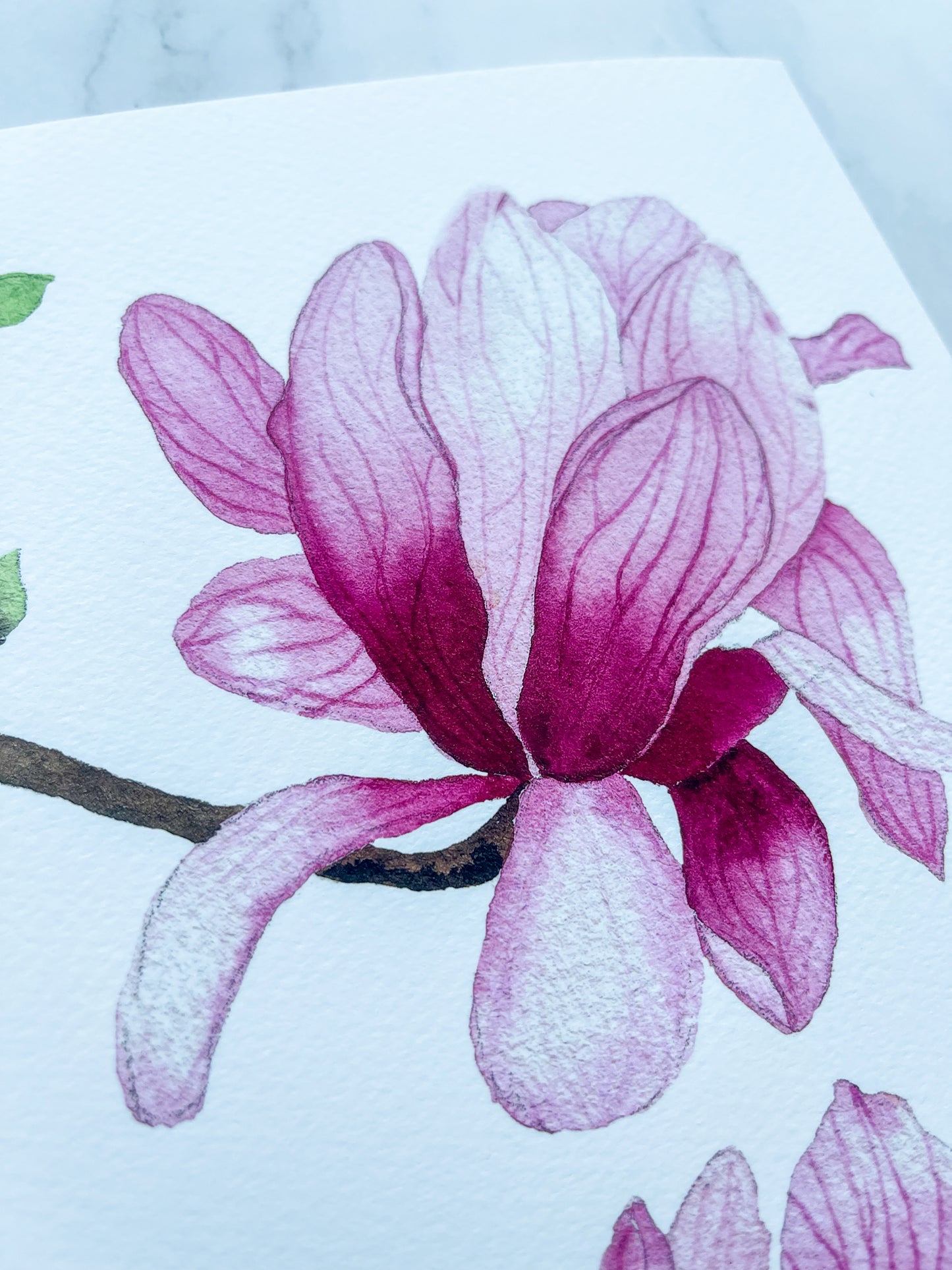 Pink Magnolias Watercolor Fine Art Print