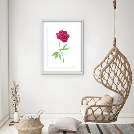 Botanical Pink Peony Watercolor Fine Art Print